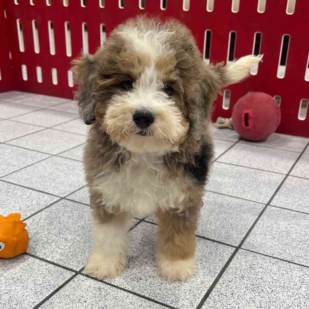 Mini Bernedoodle