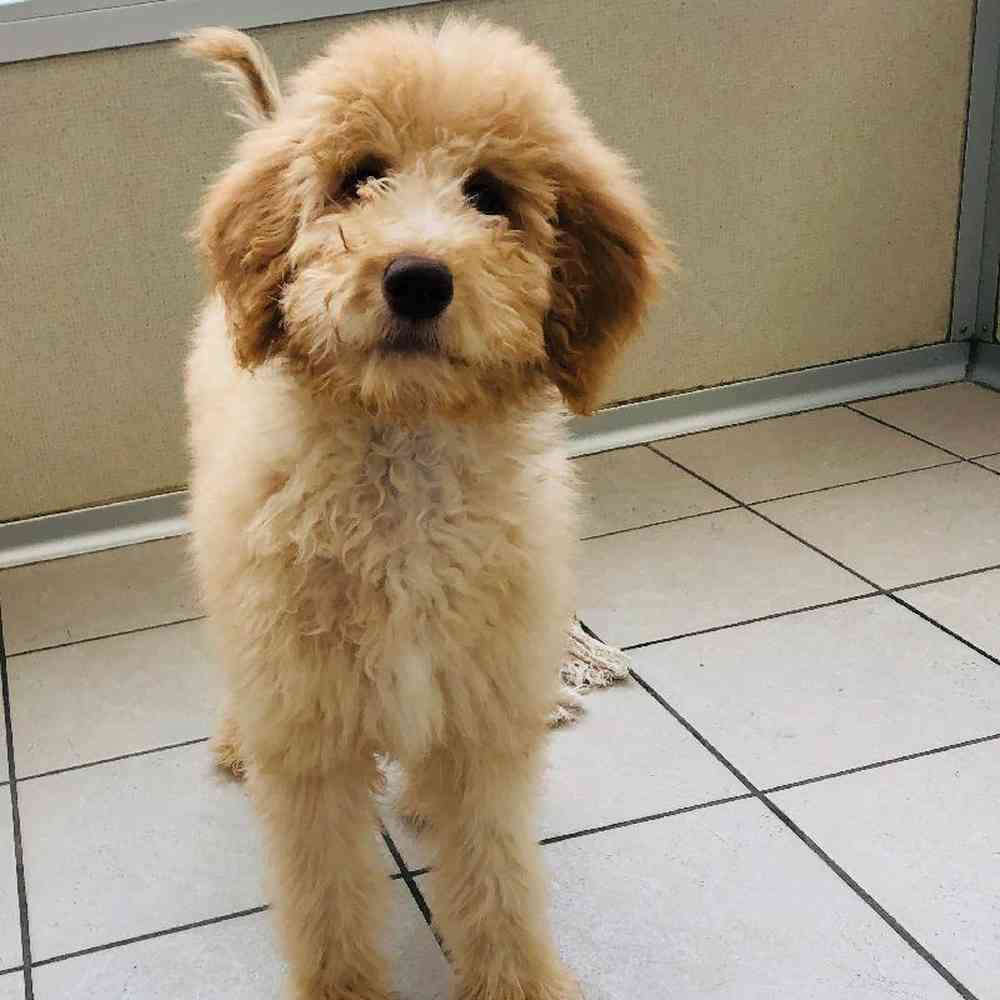 Female Goldendoodle (F1B) Puppy for sale