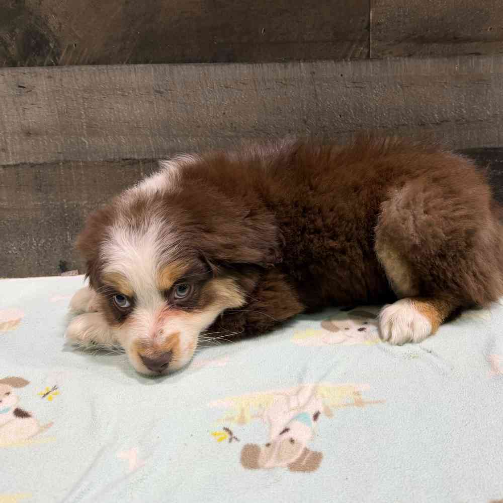 Image of a pet breed in the gallery