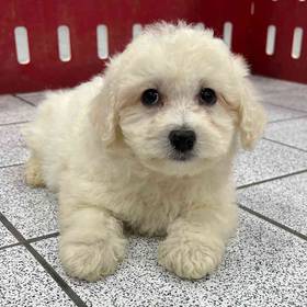 Bichon Frise