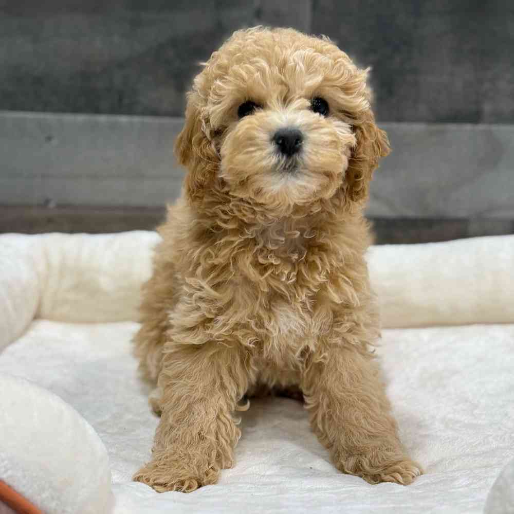 Image of a pet breed in the gallery