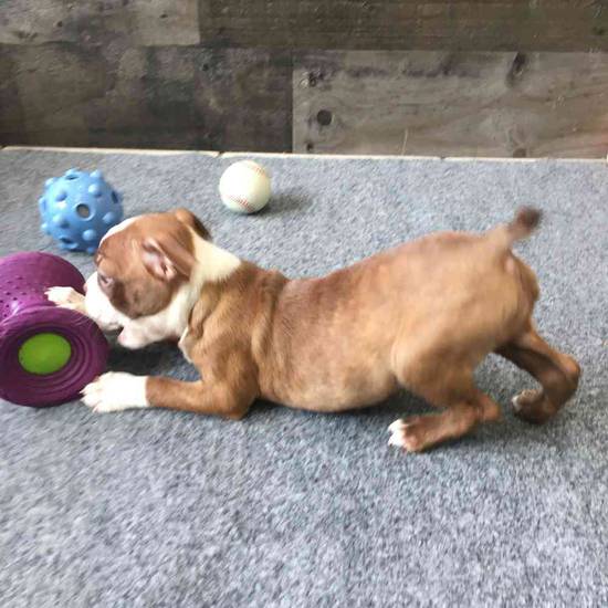 Velma