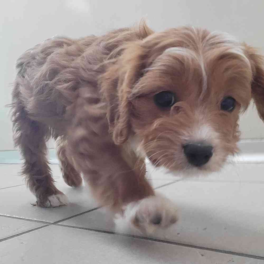 Melissa, Female Cavapoo Puppy for sale in Novi