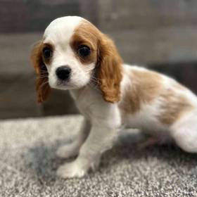 Cavalier King Charles Spaniel