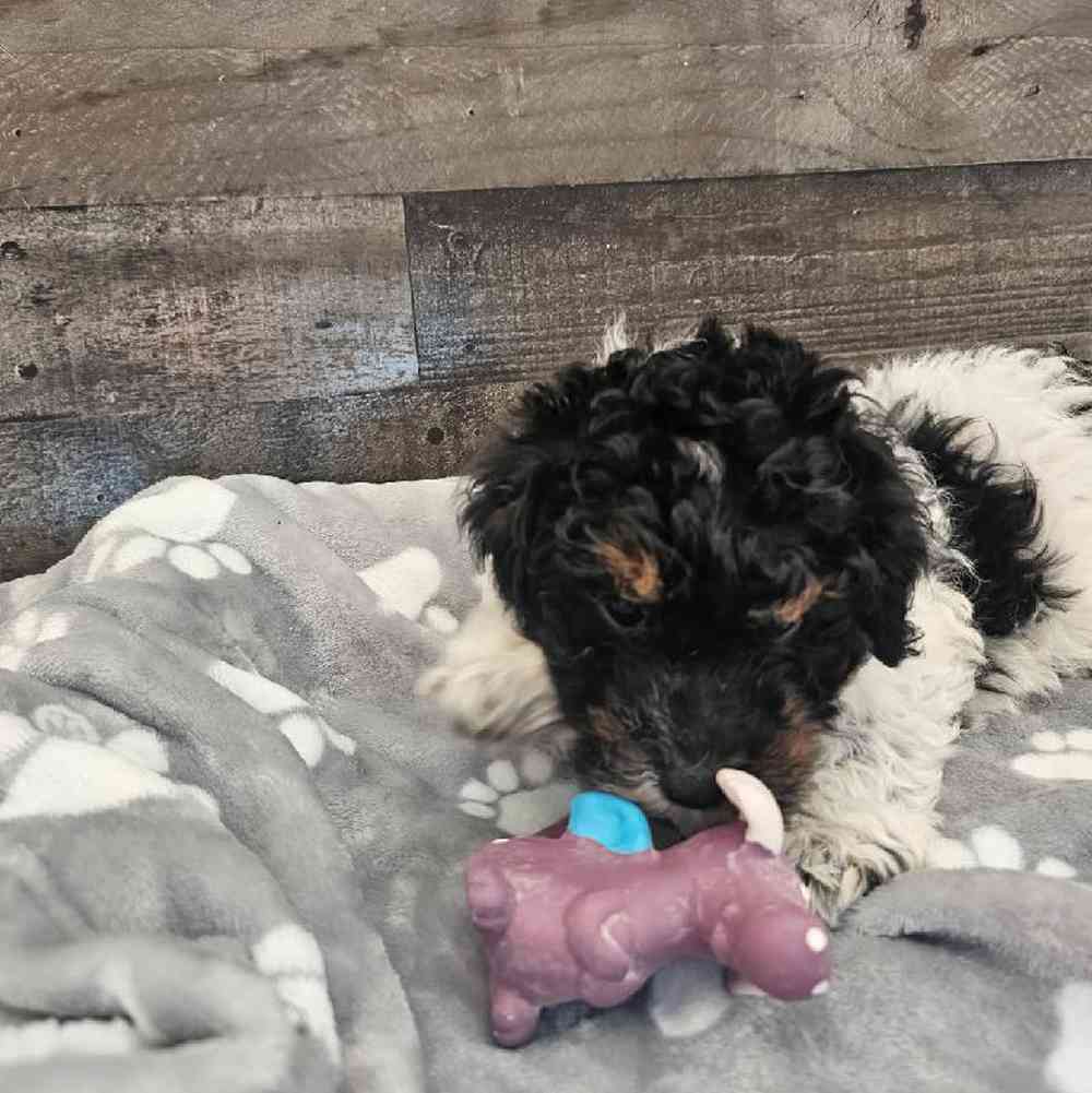 Male Bichon-Poodle Puppy for Sale in Troy, MI