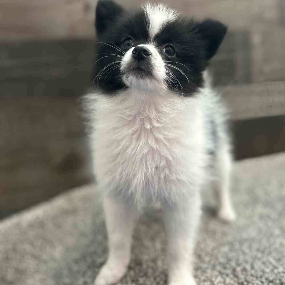 Pomeranian