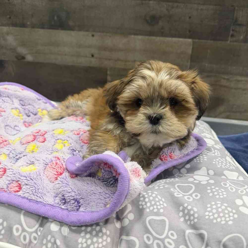 pet breed image