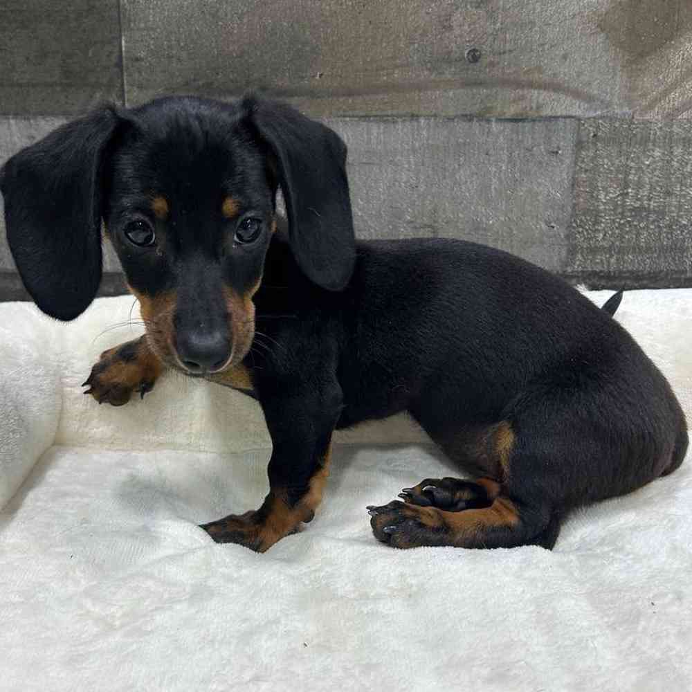 Image of a pet breed in the gallery
