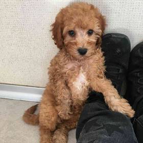 Cavapoo