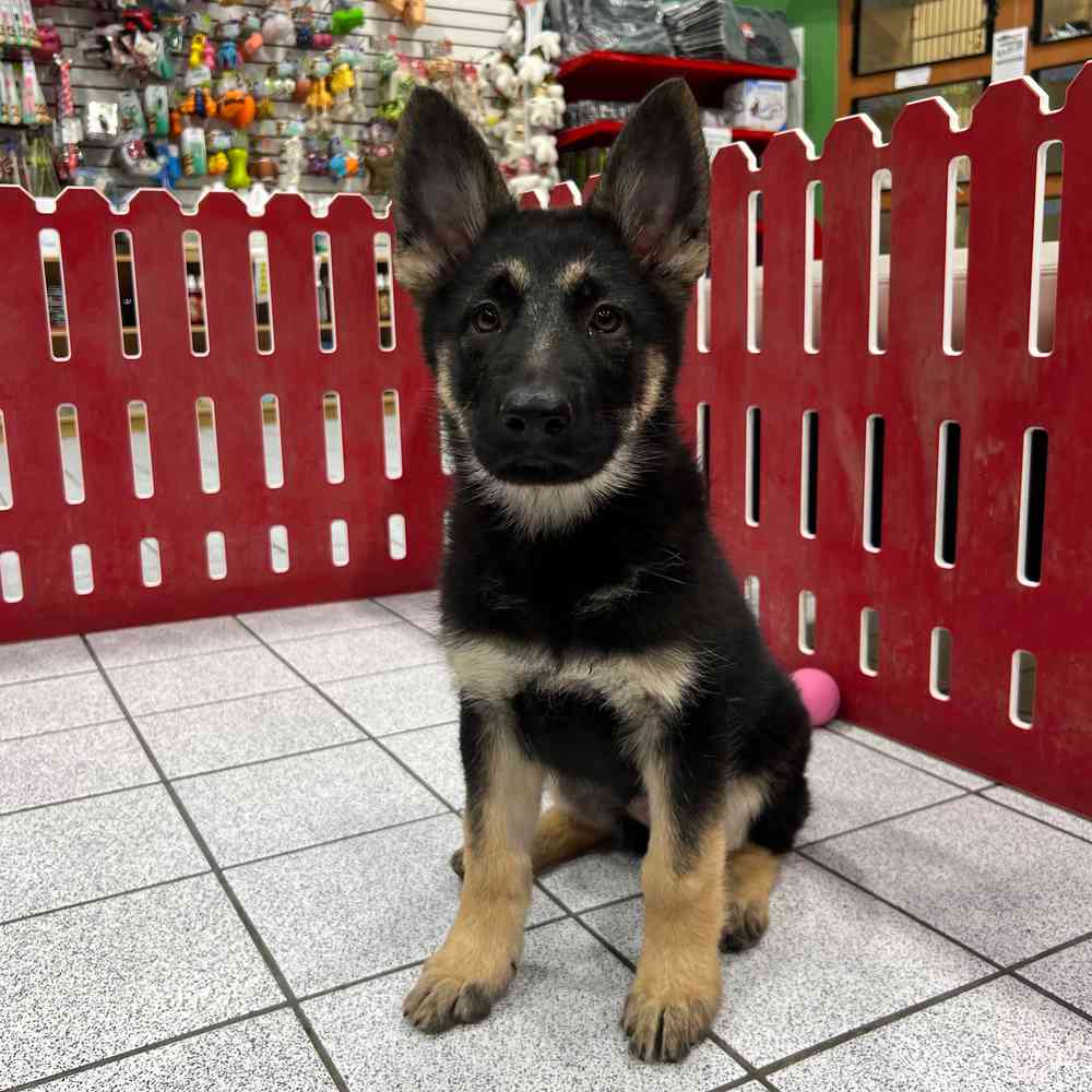 German Shepherd