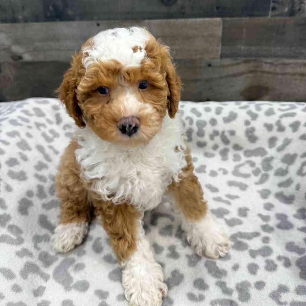 carousel pet images