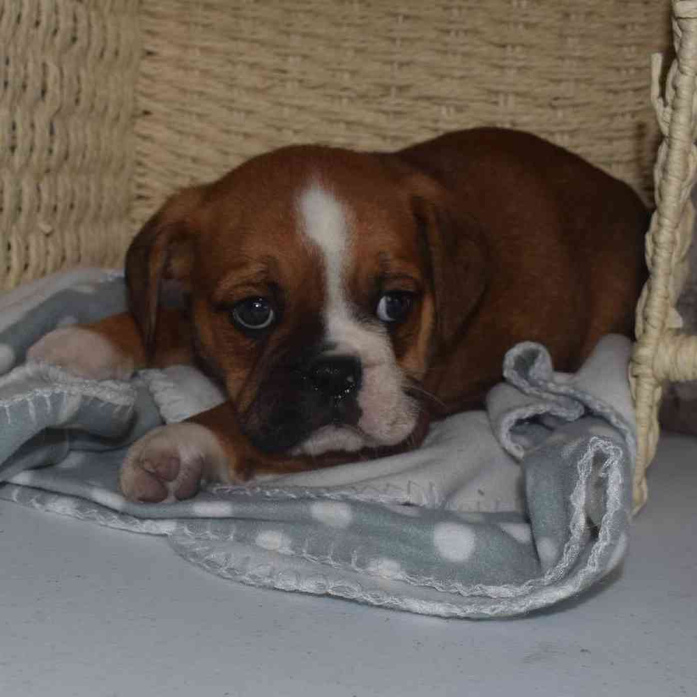 Male Boggle- doggle Puppy for sale