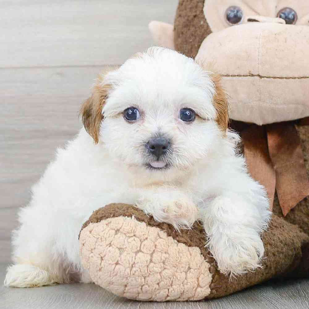 teddy-bear-owen-526098836158471.jpg