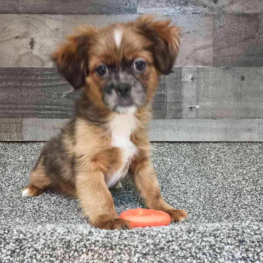 Male Shihpoo Puppy for Sale in Troy, MI