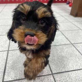 Cavapoo