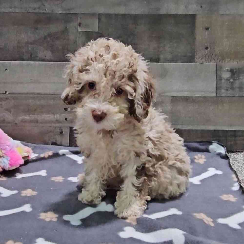 Image of a pet breed in the gallery