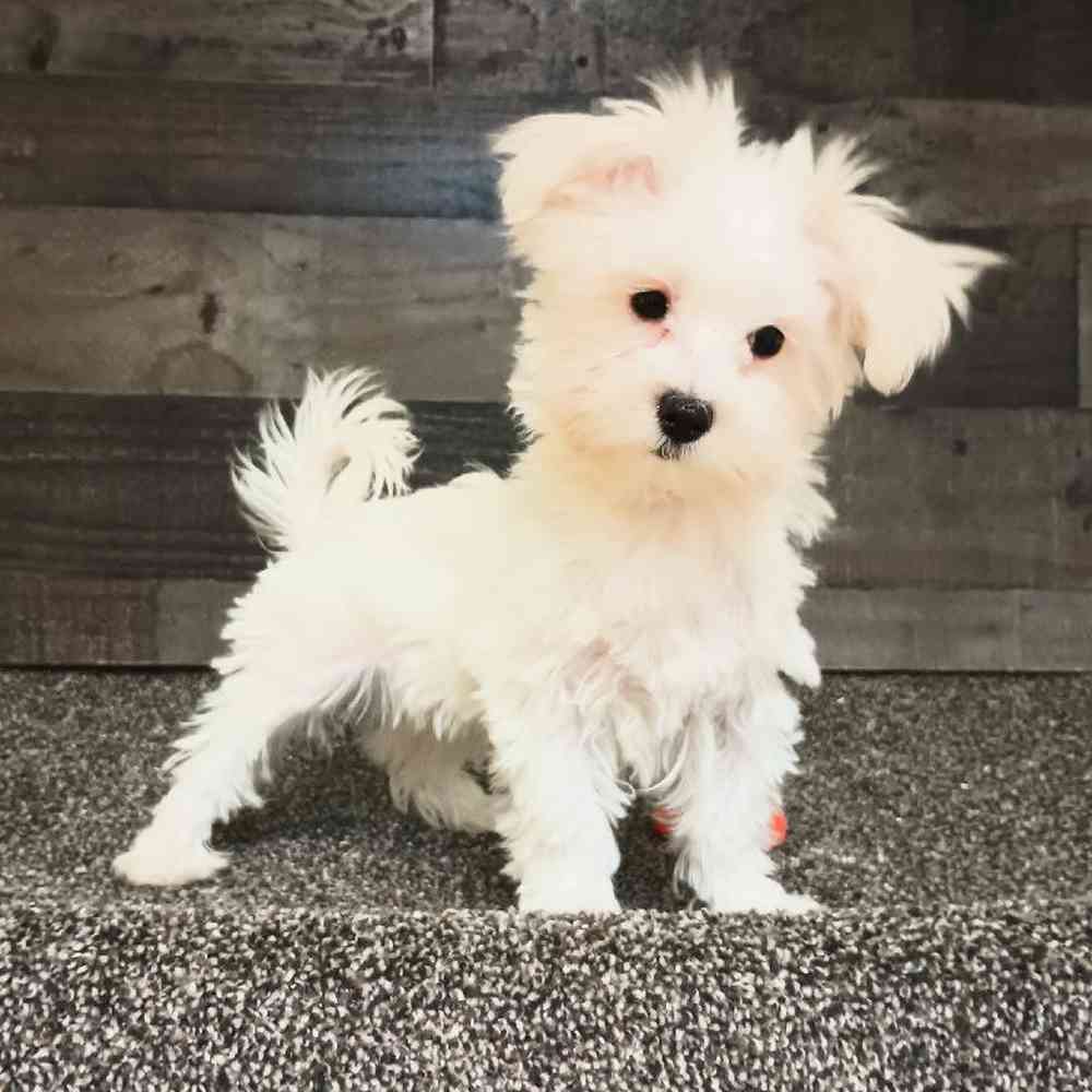 Male Maltese Puppy for Sale in Troy, MI