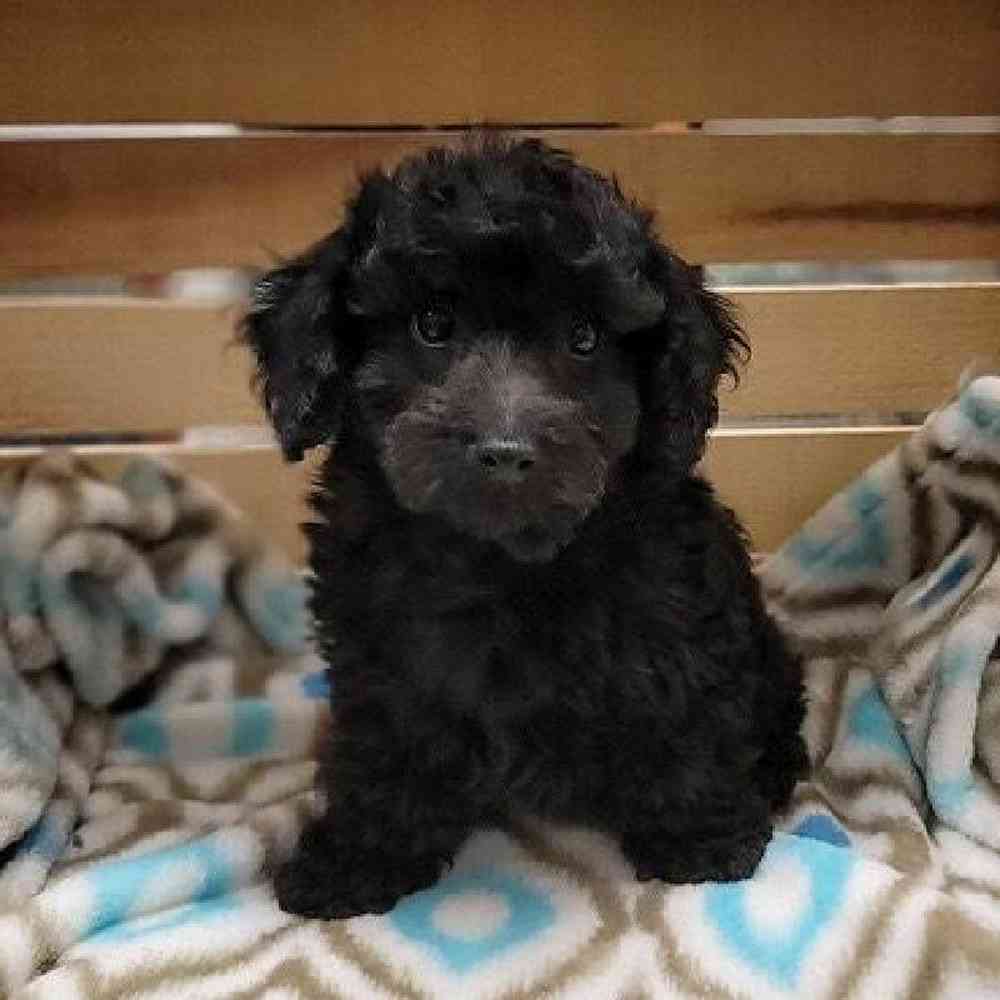 Male Poodle Toy Puppy for sale