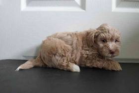 Shihpoo