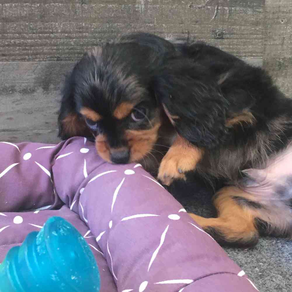 pet breed image
