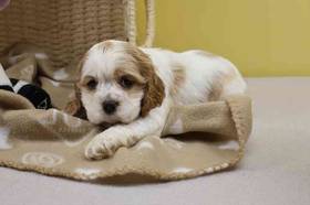 Cocker Spaniel