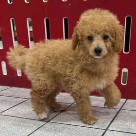 Bichon-Poodle