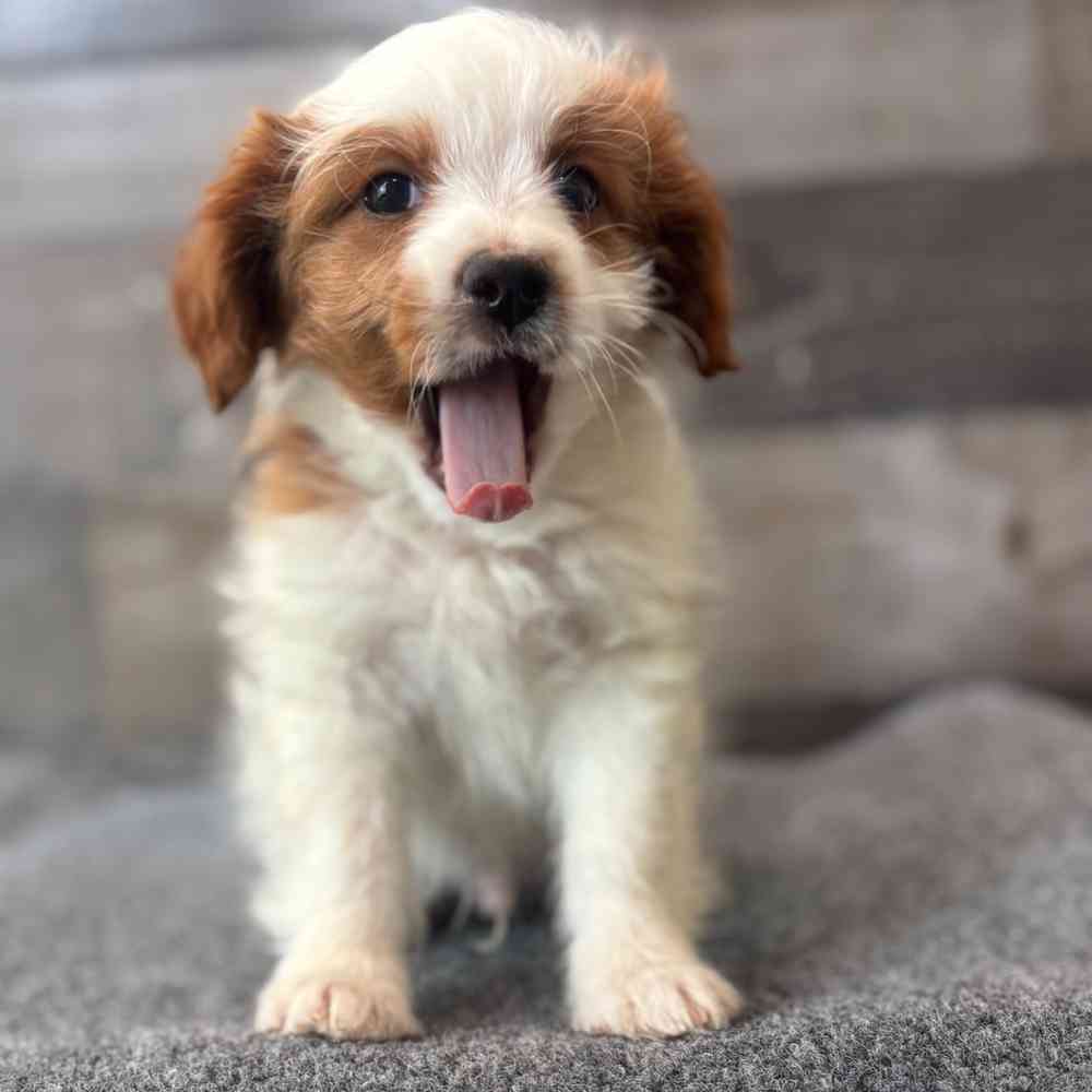 Image of a pet breed in the gallery