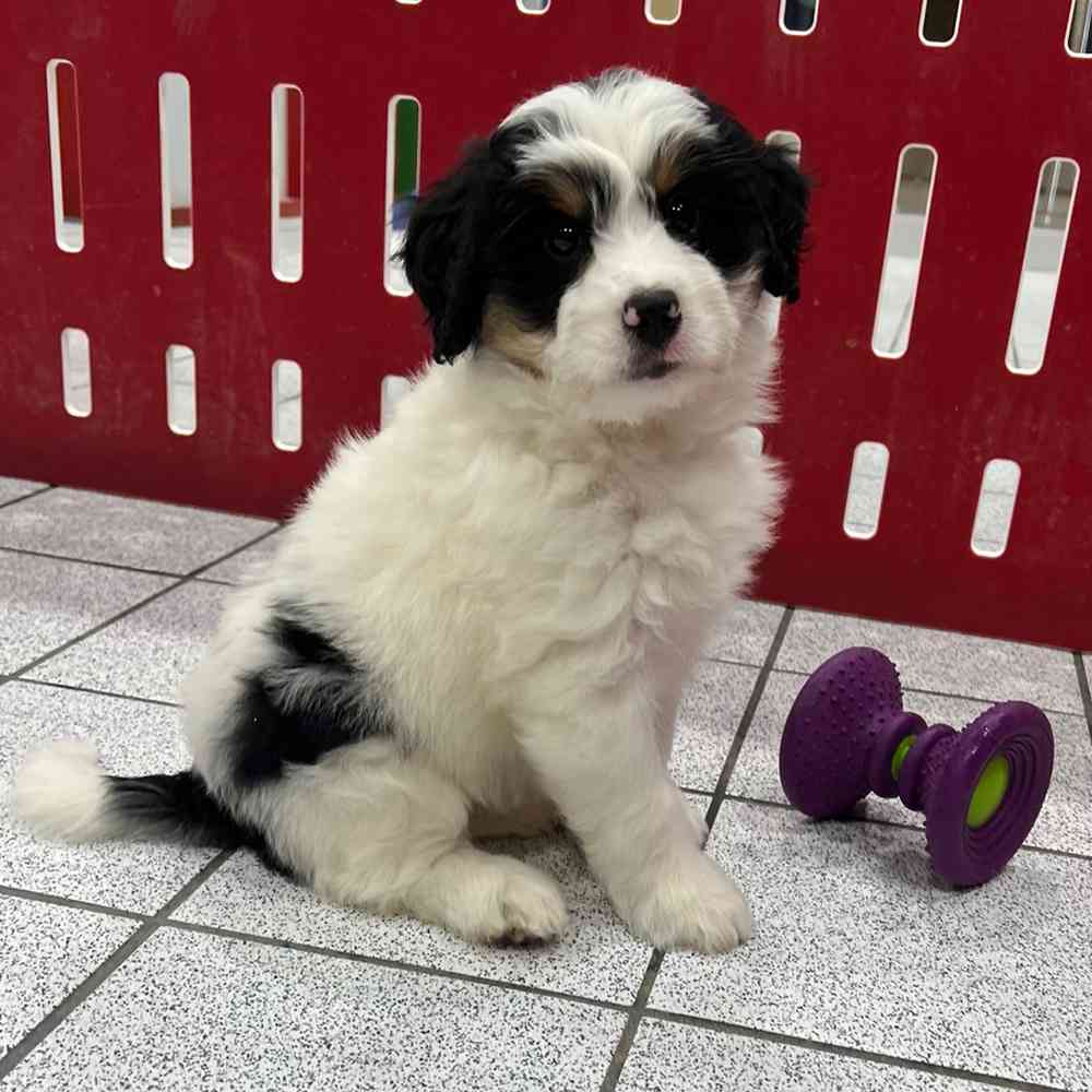 Molly Female Mini Bernedoodle Puppy For Sale In Troy molly-female-mini-bernedoodle-puppy-for-sale-in-troy