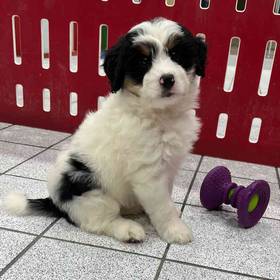 Mini Bernedoodle