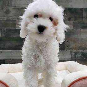 Cavapoo