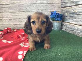 Dachshund