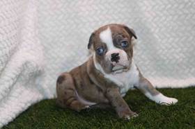 Boston Terrier