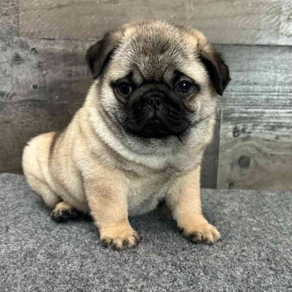 ＱＱＱ Indiana, Male Pug Puppy for sale in Novi