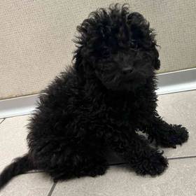 Cavapoo