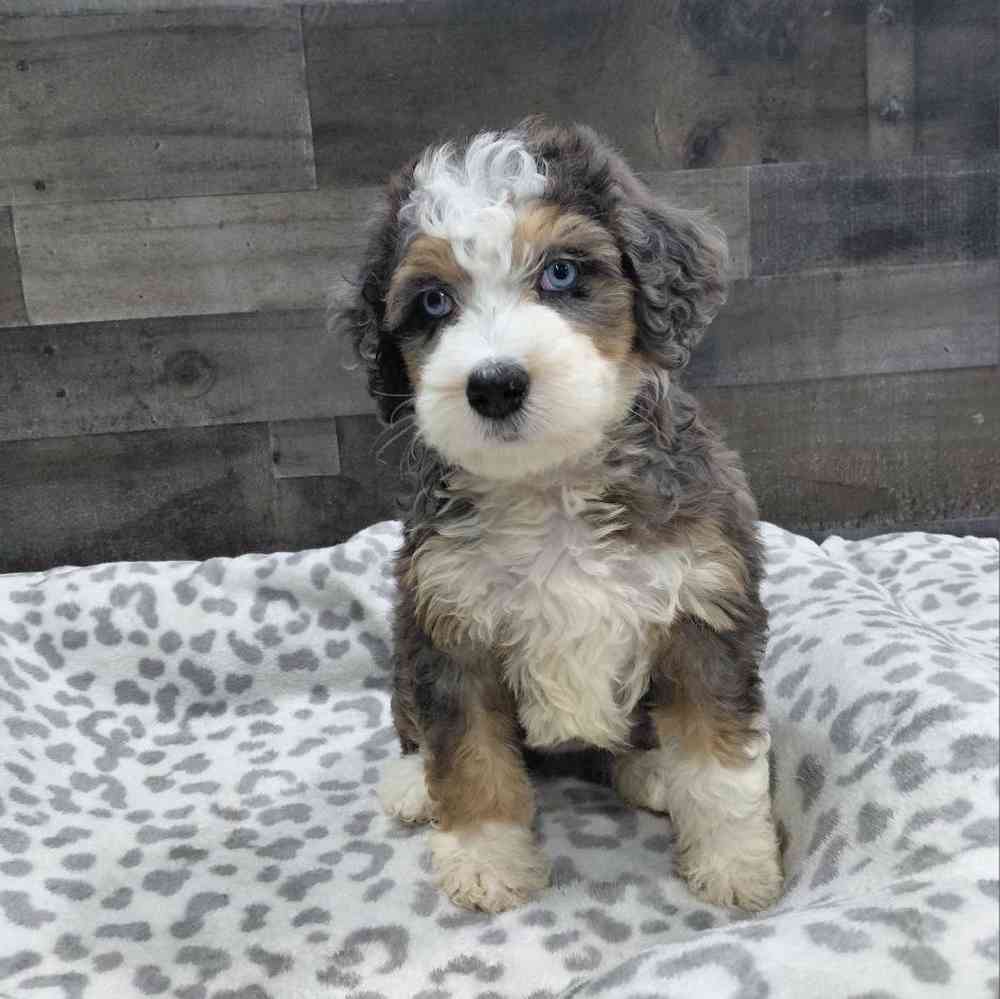 Image of a pet breed in the gallery
