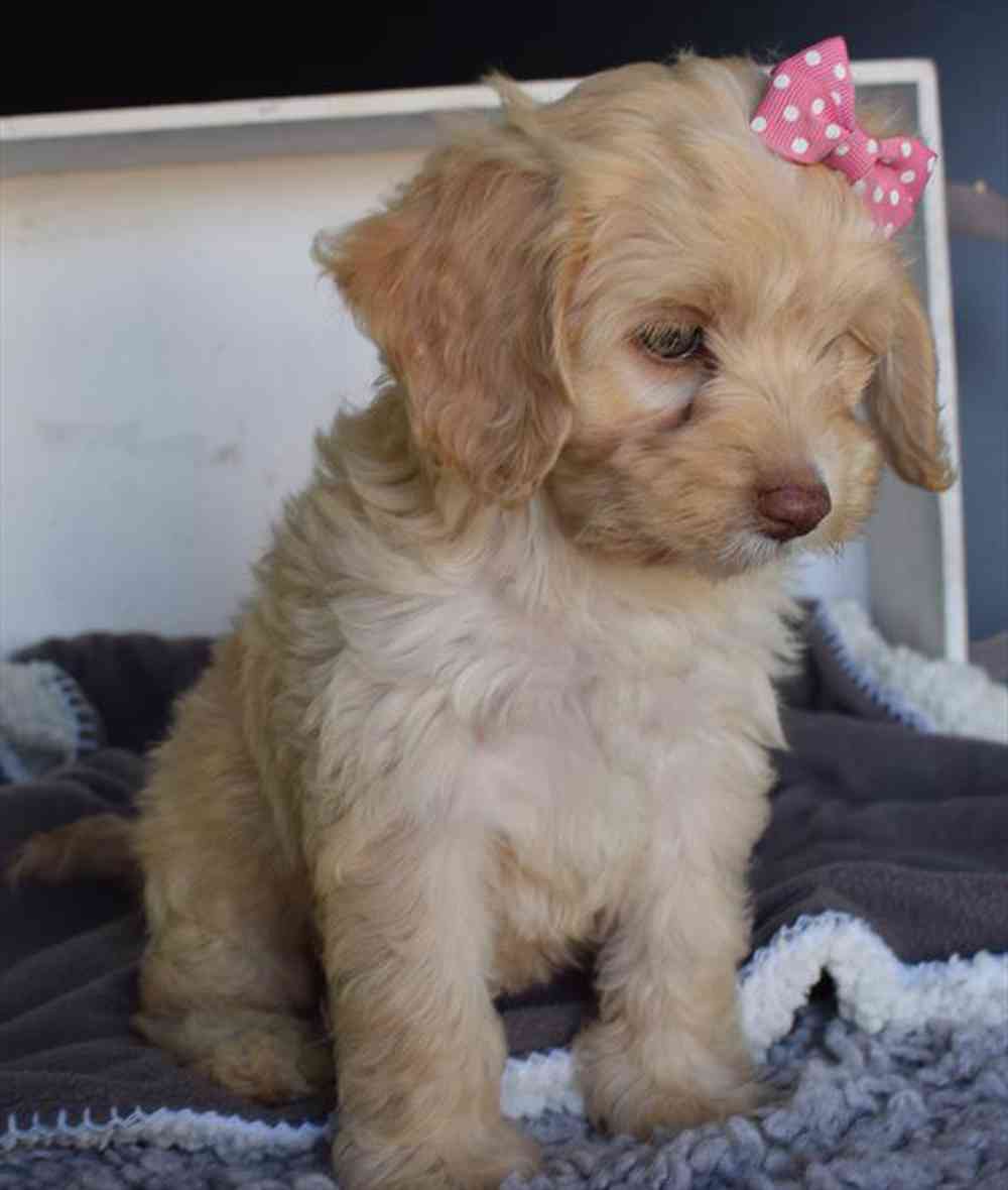 Cocker spaniel poodle mix for sale new arrivals