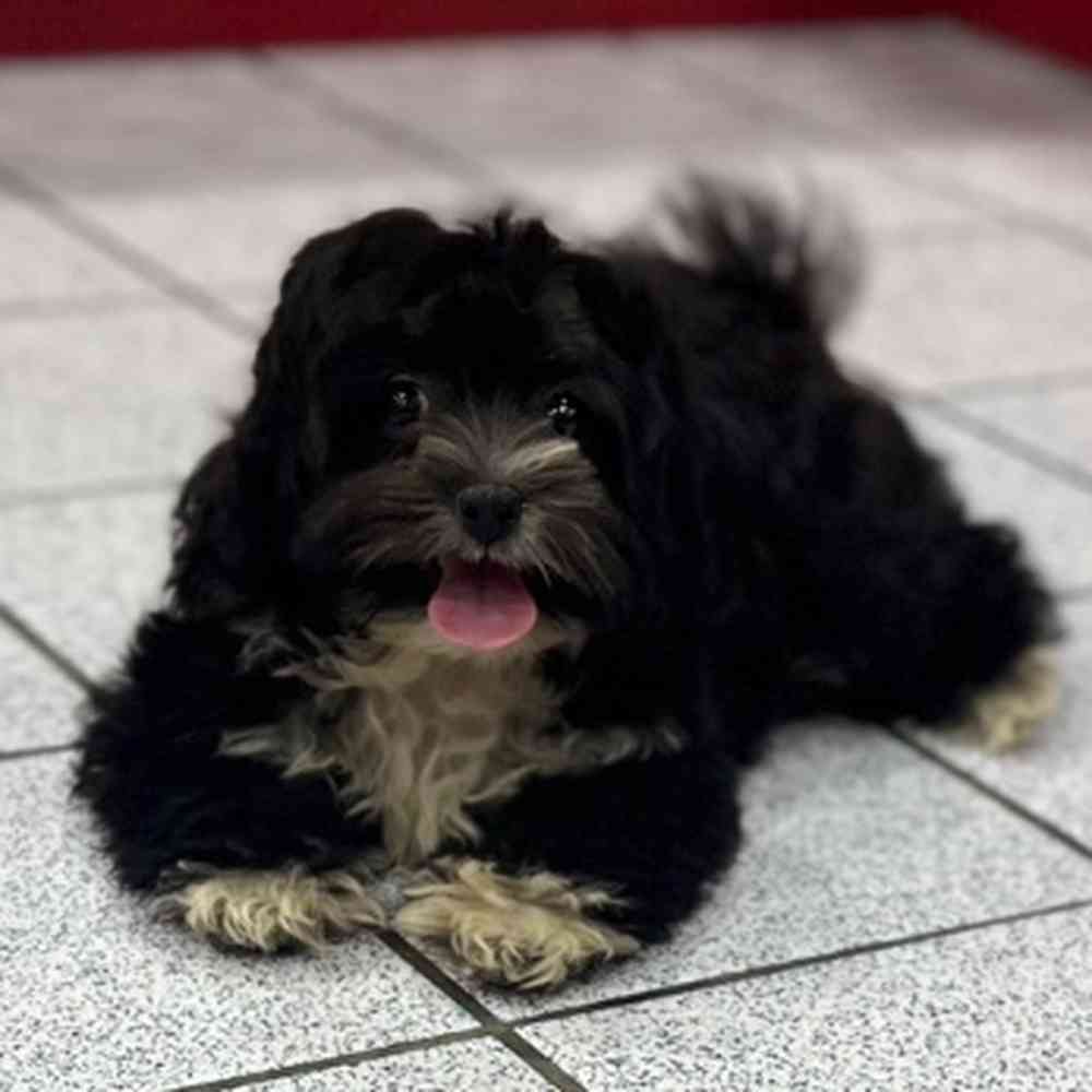 Shihpoo