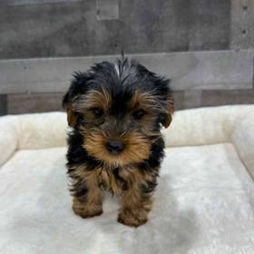 Yorkie