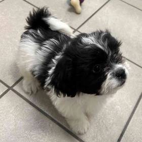 Shih Tzu-Bichon