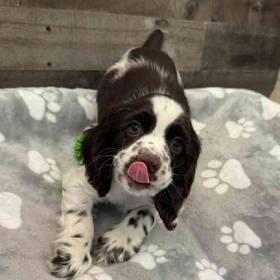 Cocker Spaniel