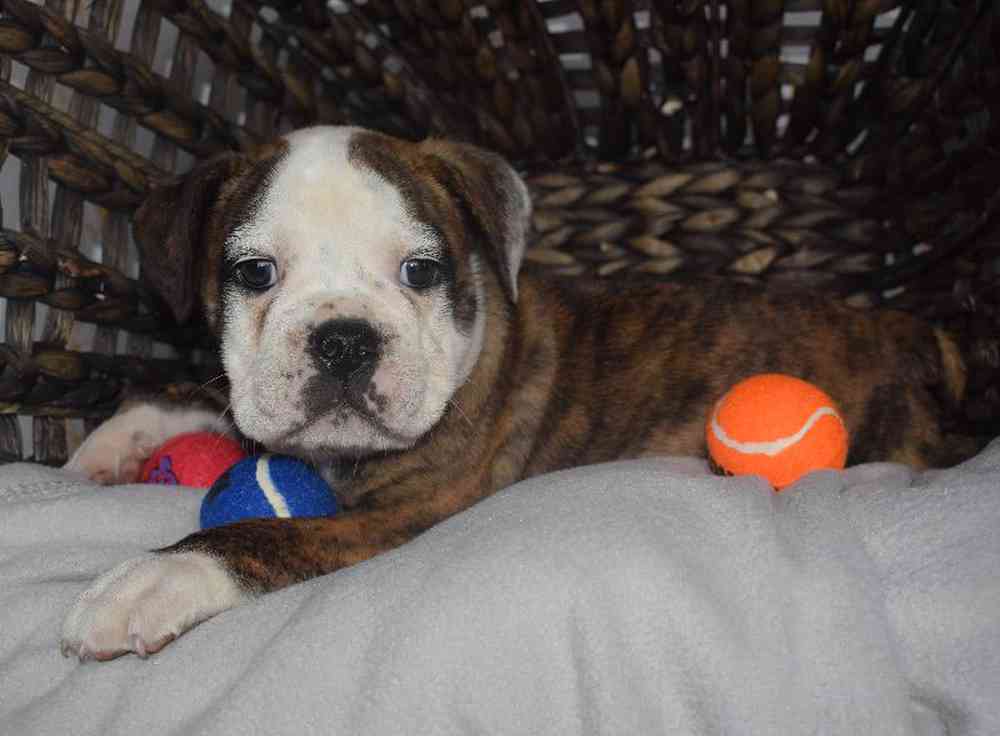 Male Boggle- doggle Puppy for sale