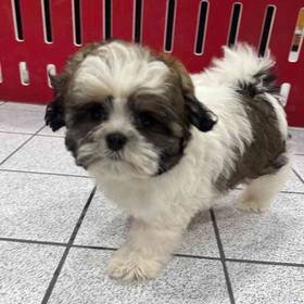 Shihpoo
