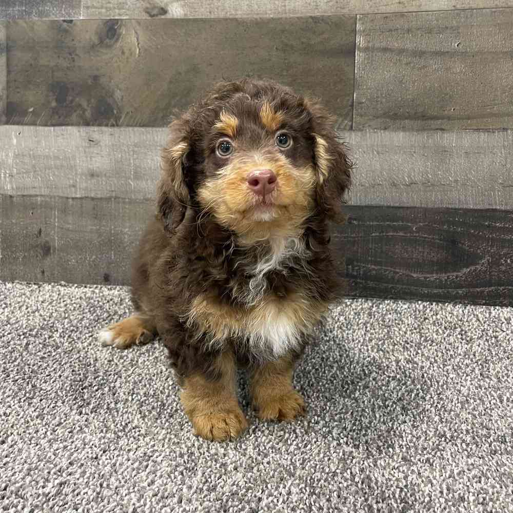 Mini Bernedoodle