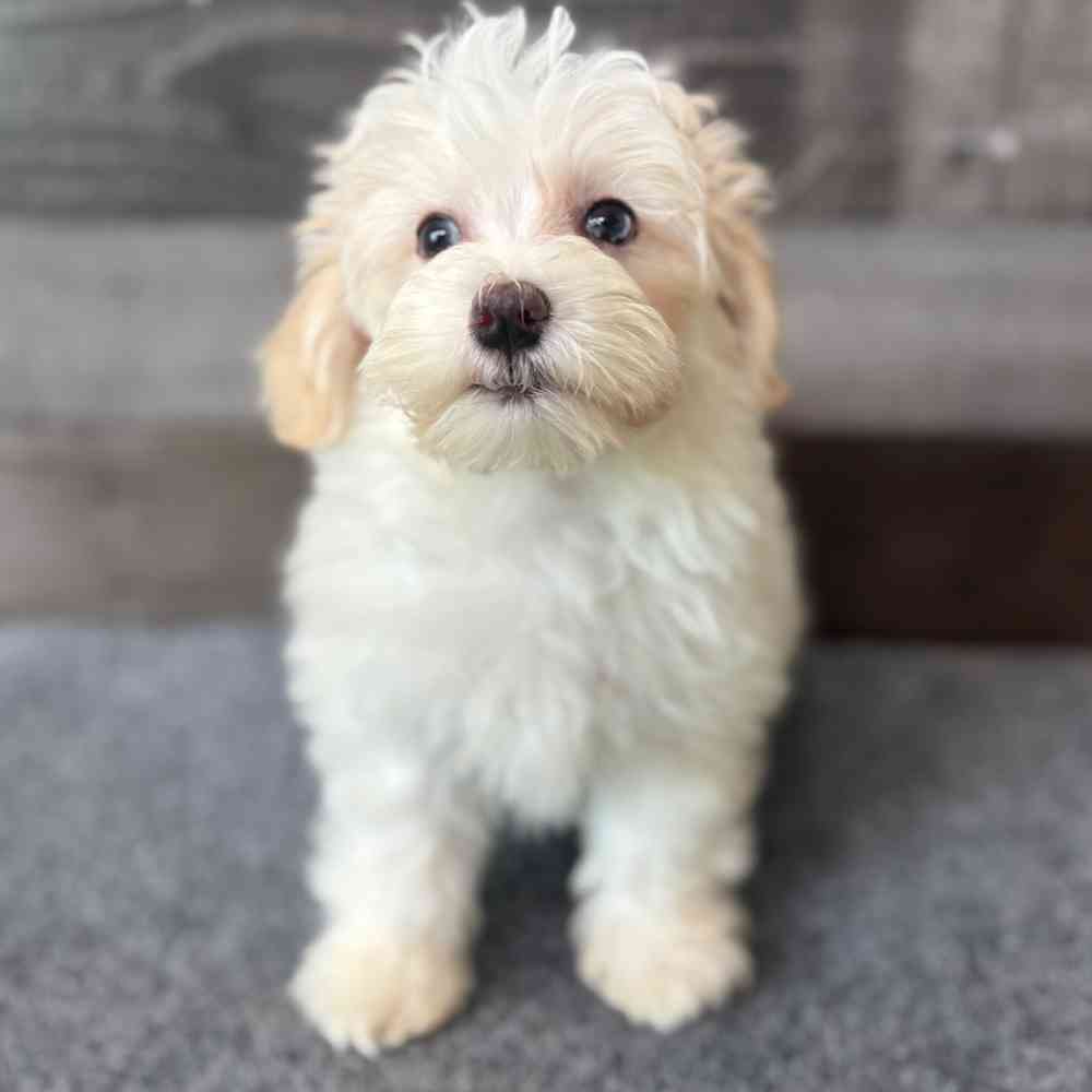 Image of a pet breed in the gallery