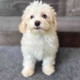Maltipoo