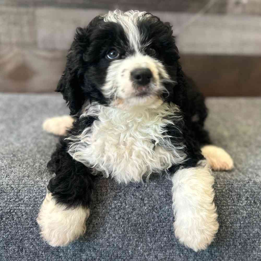 Image of a pet breed in the gallery
