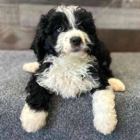 Mini Bernedoodle