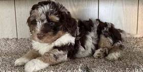 Mini Bernedoodle