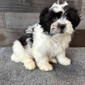 Shih Tzu-Bichon