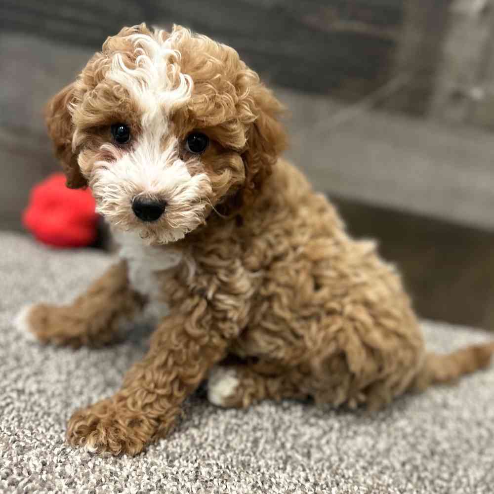 Puppy
